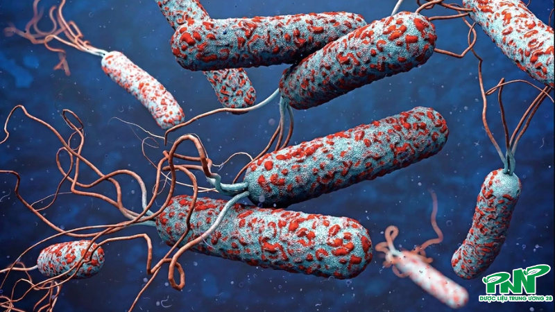 Theo WHO, trên toàn cầu số ca mắc bệnh tả giảm so với cùng kỳ năm ngoái nhưng số tử vong lại tăng 46%