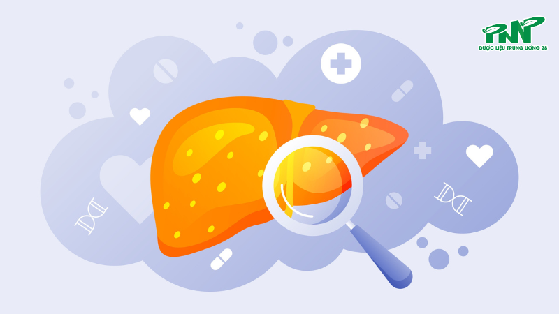 Gan yếu làm khả năng chuyển hóa năng lượng giảm, khiến cơ thể luôn trong trạng thái mệt mỏi, thiếu sức sống dù đã ngủ đủ giấc